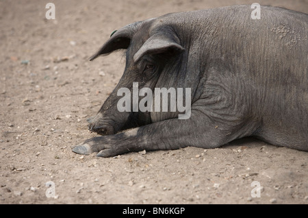 Ein Spanisch-iberische Schwein, die Quelle der Iberico Schinken Pata Negra, ruht auf einem Bauernhof in Sierra de Cadiz, Andalusien, Spanien genannt. Stockfoto