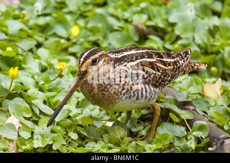 Wilson's Snipe Fütterung in einem Moor Stockfoto