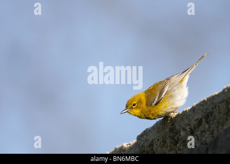 Erwachsene männliche Kiefer Warbler am Rande von einer Steinmauer Stockfoto