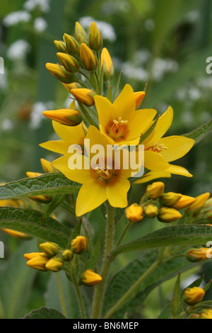 Gelbe Gilbweiderich Lysimachia Vulgaris genommen bei Martin bloße WWT, Lancashire UK Stockfoto