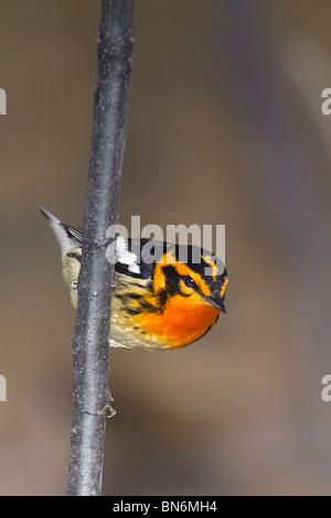 Erwachsene männliche Blackburnian Warbler thront auf einem vertikalen Zweig Stockfoto