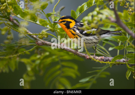 Erwachsene männliche Blackburnian Warbler thront in einem Baum Stockfoto