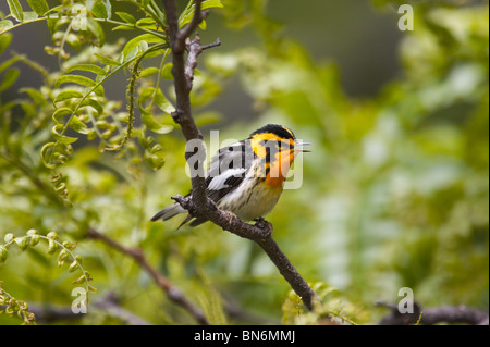 Erwachsene männliche Blackburnian Warbler thront in einem Baum Stockfoto