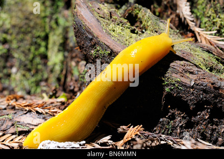 Stock Foto von einer Banane Schnecke kriecht über den Waldboden. Stockfoto