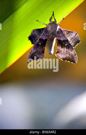 MAKRO-BILD VON EINEM GARTEN-MOTTE MIT TEXTFREIRAUM Stockfoto