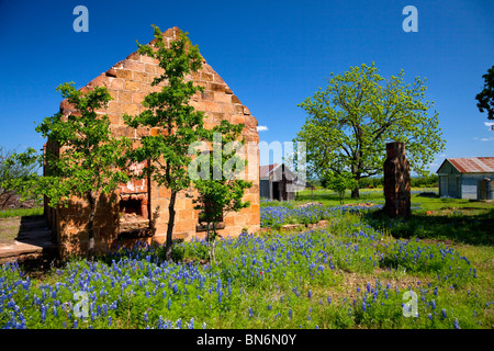 Verlassene Gebäude Ruinen mit Wildblumen Kornblume im Hügelland in Pontotoc, Texas, USA. Stockfoto