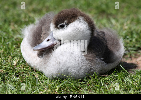 Gemeinsamen Brandgans Tadorna Tadorna Entlein an Martin bloße WWT, Lancashire UK Stockfoto