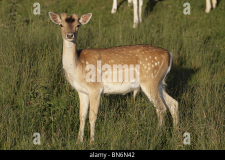 Damwild stehen lange Gras in Bradgate Park, Leicestershire Stockfoto