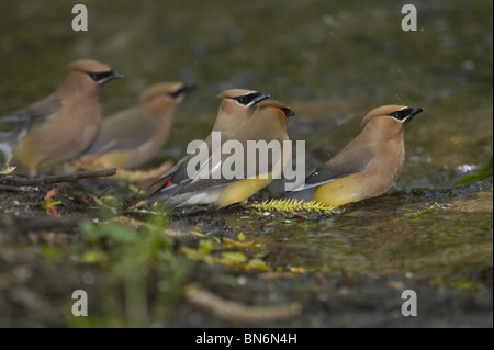 Erwachsenen Zedern Seidenschwanz Baden Stockfoto