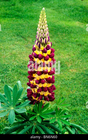 Lupinus 'Manhattan Lights' Lupine Lupinen gelb und rot lila Blume Blumen Garten Pflanzen Stockfoto