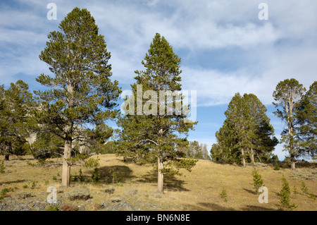 Weißstämmige Kiefern, Pinus Albicaulis, White Cloud Mountains, Rocky Mountains, Idaho, USA Stockfoto