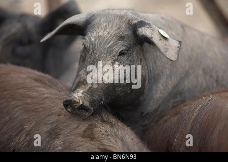 Ein Spanisch-iberische Schwein, die Quelle der Iberico Schinken bekannt als Pata Negra, auf einer Farm in Sierra de Cadiz, Andalusien, Spanien. Stockfoto