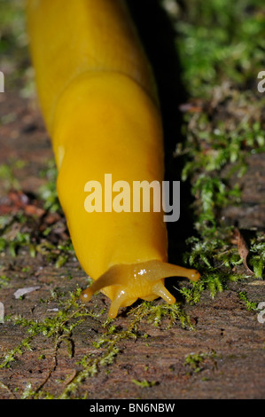 Stock Foto von einer Banane Metallklumpen kriechen über ein Protokoll in den Redwoods, California Stockfoto