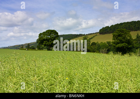 Raps nahe Eildon Hills im Tal Flusses Tweed, Scottish Borders. Stockfoto