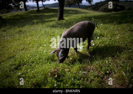 Eine spanische iberischen Schwein weidet auf dem Lande in Prado del Rey, Sierra de Cadiz, Provinz Cadiz, Andalusien, Spanien Stockfoto