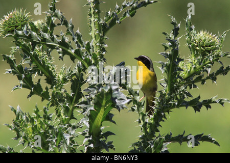 gemeinsamen Yellowthroat Warbler Distel Stockfoto
