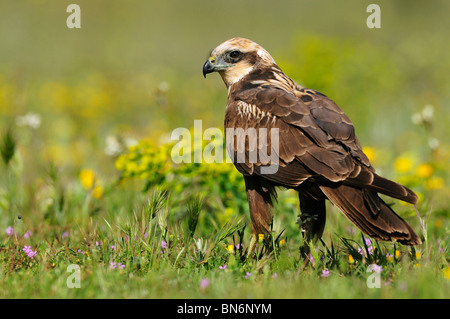 Weibchen des westlichen Rohrweihe zwischen der Vegetation des Feldes im Frühjahr. Stockfoto