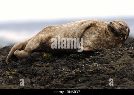 Stock Foto einer California Hafen Dichtung ruht auf einem Felsen an der Küste entlang. Stockfoto