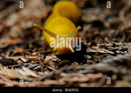 Stock Foto von einer Banane Schnecke kriecht über den Waldboden. Stockfoto