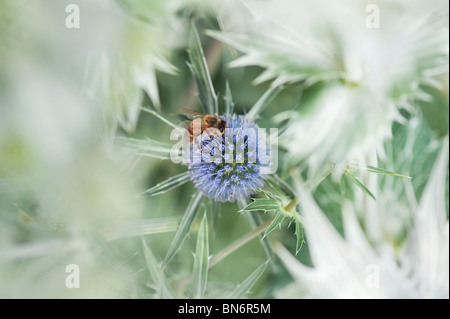 Honigbiene auf Eryngium X zabelii Jos Eijking Meer Holly in einem englischen Landhaus-Garten Stockfoto