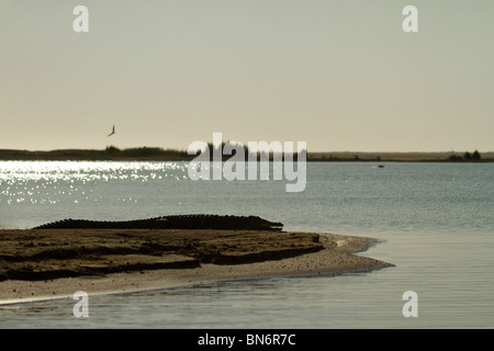 Silhouette des Nil-Krokodil, die Ruhe am Ufer des St. Lucia estuary Stockfoto