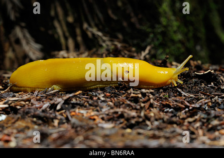 Stock Foto von einer Banane Schnecke kriecht über den Waldboden. Stockfoto