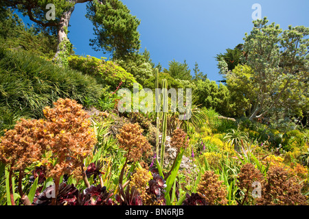 Tropische Pflanzen wachsen in den Klostergarten, Tresco, Scilly durch den Golfstrom. Stockfoto