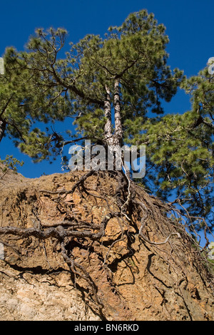 Spanien-Kanarische Inseln La Palma, Mirador Cumbrecita, Baum mit Wurzeln, Bodenerosion in Taburiente Caldera zeigen Stockfoto