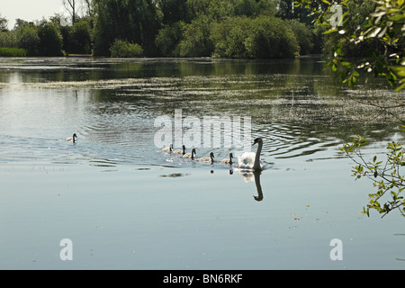 Mutter Schwan mit Cygnets mithalten Nummer sechs Milton Stockfoto