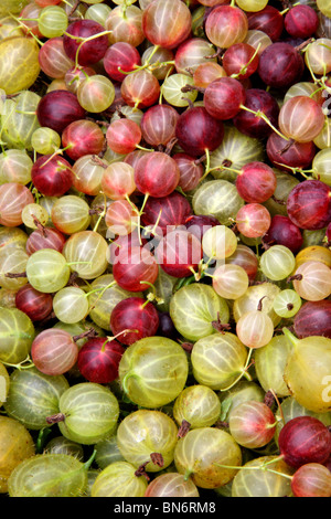 Stachelbeeren Stockfoto