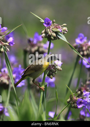 gemeinsamen Yellowthroat Grasmücken Spinne Würze Garten Blume Stockfoto