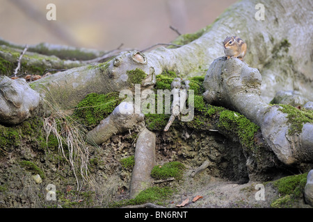Wilden sibirischen Streifenhörnchen (Tamias Sibiricus) Verlegung in der Nähe seiner Höhle Stockfoto