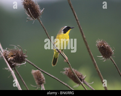 gemeinsamen Yellowthroat warbler Stockfoto