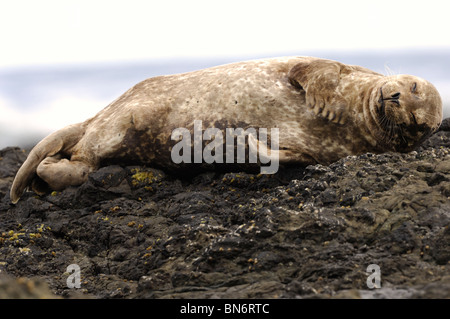 Stock Foto einer California Hafen Dichtung ruht auf einem Felsen an der Küste entlang. Stockfoto