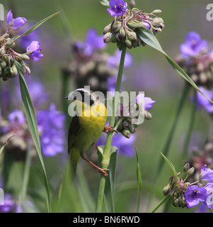 gemeinsame Yellowthroat Warbler Spinne Würze Blume Stockfoto