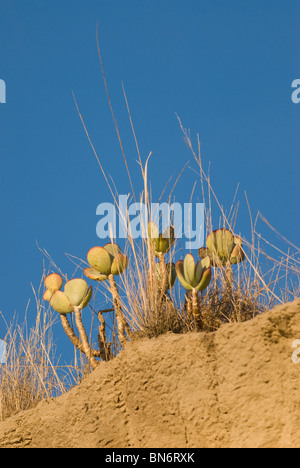 Schweine Ohr saftigen Cotyledon Orbiculata Neuseeland Stockfoto