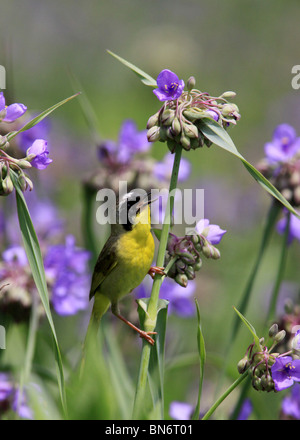 gemeinsame Yellowthroat Warbler Spinne Würze Blume Stockfoto