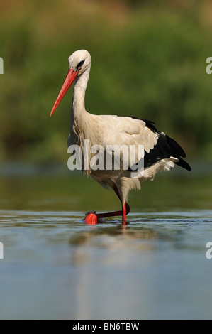 Weißstorch (Ciconia Ciconia) zu Fuß entlang des Flusses, auf der Suche nach einen Damm. Stockfoto