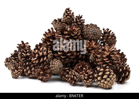 Haufen von offenen Tannenzapfen Stockfoto
