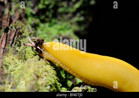 Stock Foto Nahaufnahme zeigt der kaudalen Schleimstecker eine Banane Schnecke kriecht über den Waldboden. Stockfoto