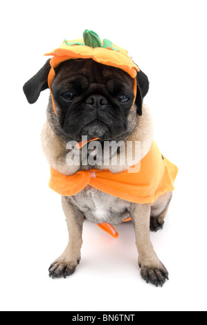 Mops Dressed up als einen Kürbis für Halloween. Stockfoto