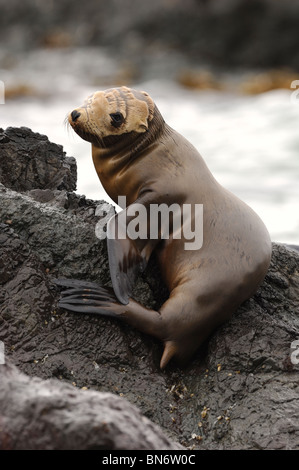 Stock Foto von California Seelöwen Pup ruht auf einem Felsen. Stockfoto