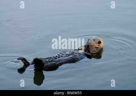 Stock Foto von einem California Seeotter schwebend im Wasser auf dem Rücken. Stockfoto