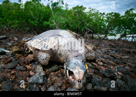 Totes Meeresschildkröte an Mangroven Gebiet, Port Dickson, Malaysia, Asien Stockfoto