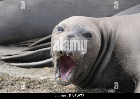 Stock Foto des nördlichen See-Elefanten aggressives Verhalten anzeigen. Stockfoto