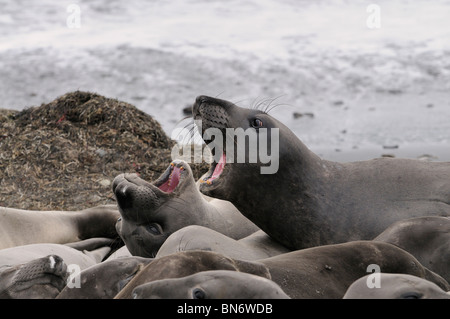 Stock Foto des nördlichen See-Elefanten aggressives Verhalten anzeigen. Stockfoto