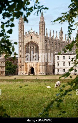 Kings College Chapel der Rücken Cambridge. Bäume umrahmen die Ansicht Vieh weidete auf Sommertag im Vordergrund. Stockfoto