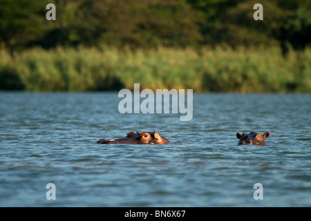 Mutter und junge Nilpferd in St. Lucia Estuary Stockfoto