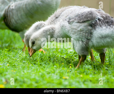 Zwei Gänschen Fütterung in der Nähe ihrer Bar-headed goose Mutter. Im Englischen Garten, München gesehen Stockfoto