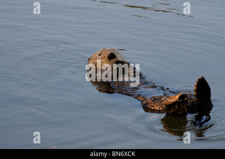 Stock Foto von einem California Seeotter schwebend im Wasser auf dem Rücken. Stockfoto